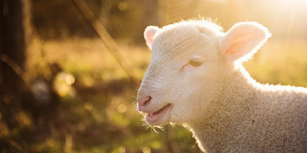 sheep handler.